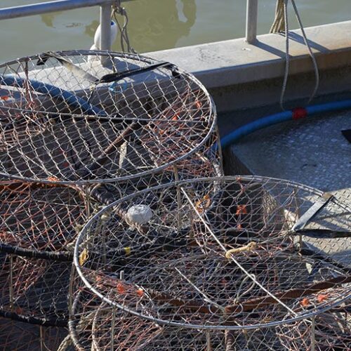 crab-trap-anodes